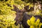 USA-Colorado-Cameron Pass Bull moose close-up Art Print